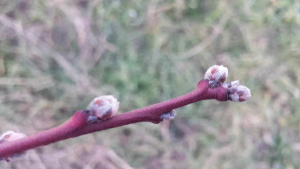 A small branch on an almond tree with fat flower buds at the end and along its length that are swollen and covered with white fur.