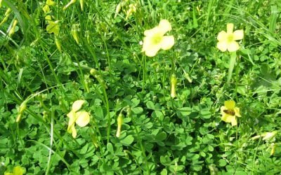 3 ways to manage weeds under fruit trees in spring