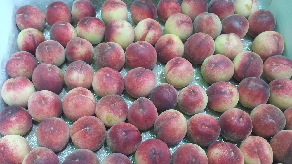Small Anzac peaches that didn't get enough water early in the season