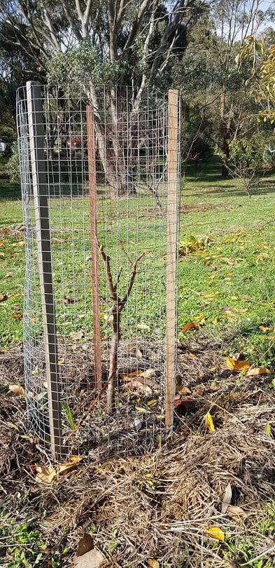 How to Protect Fruit Trees  