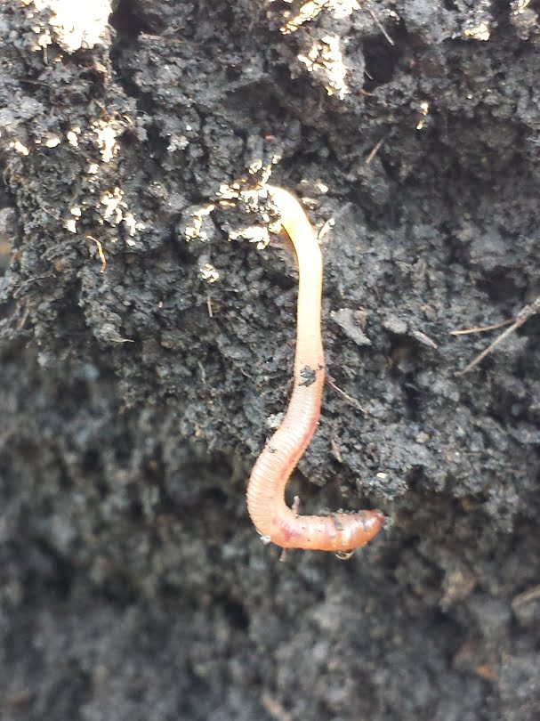 A miracle-worker worm in the compost