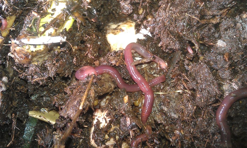 Fat juicy worms with lots of food in our worm farm