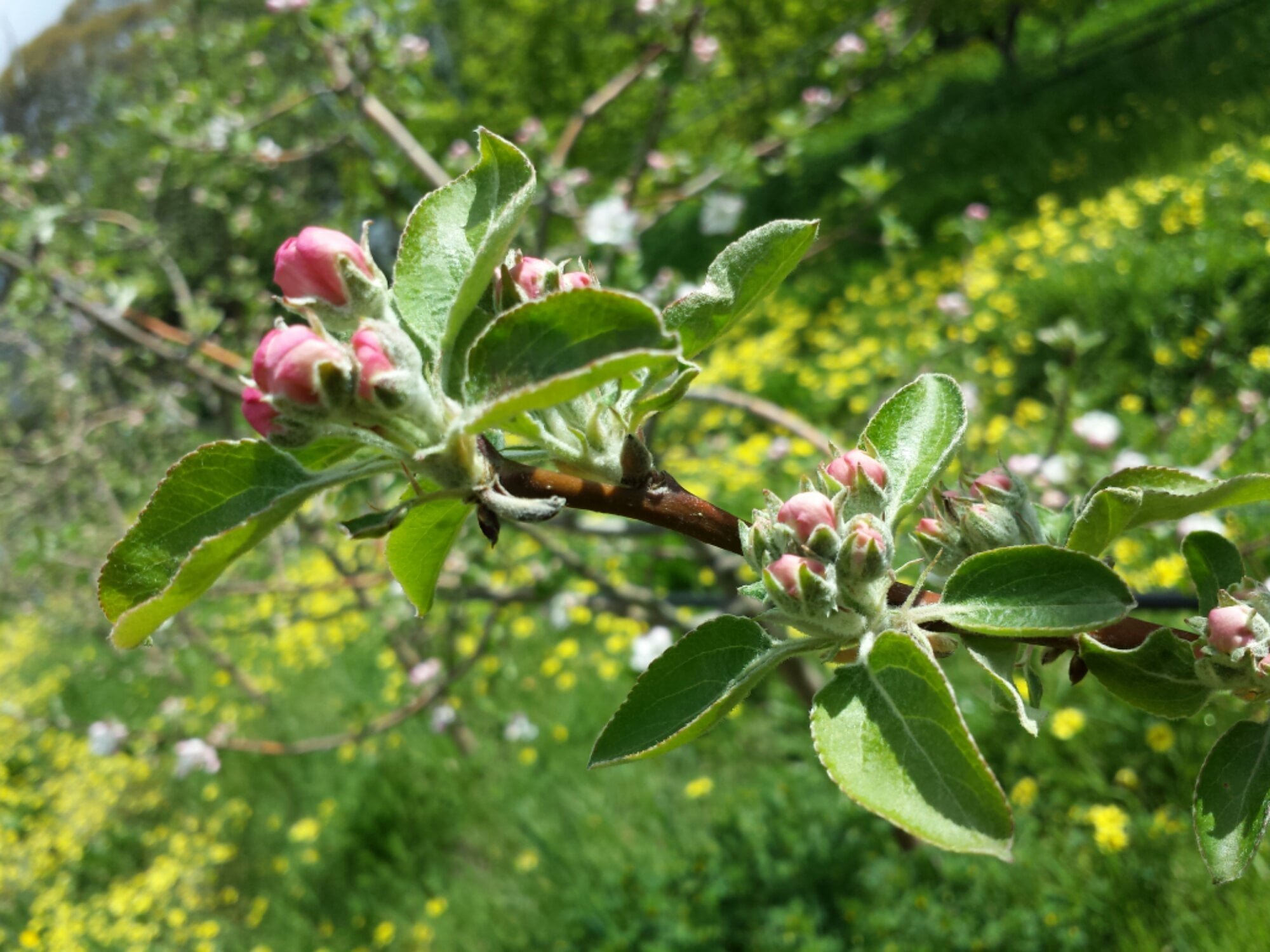 Gravenstein apple tree at the early pink bud stage of flowering