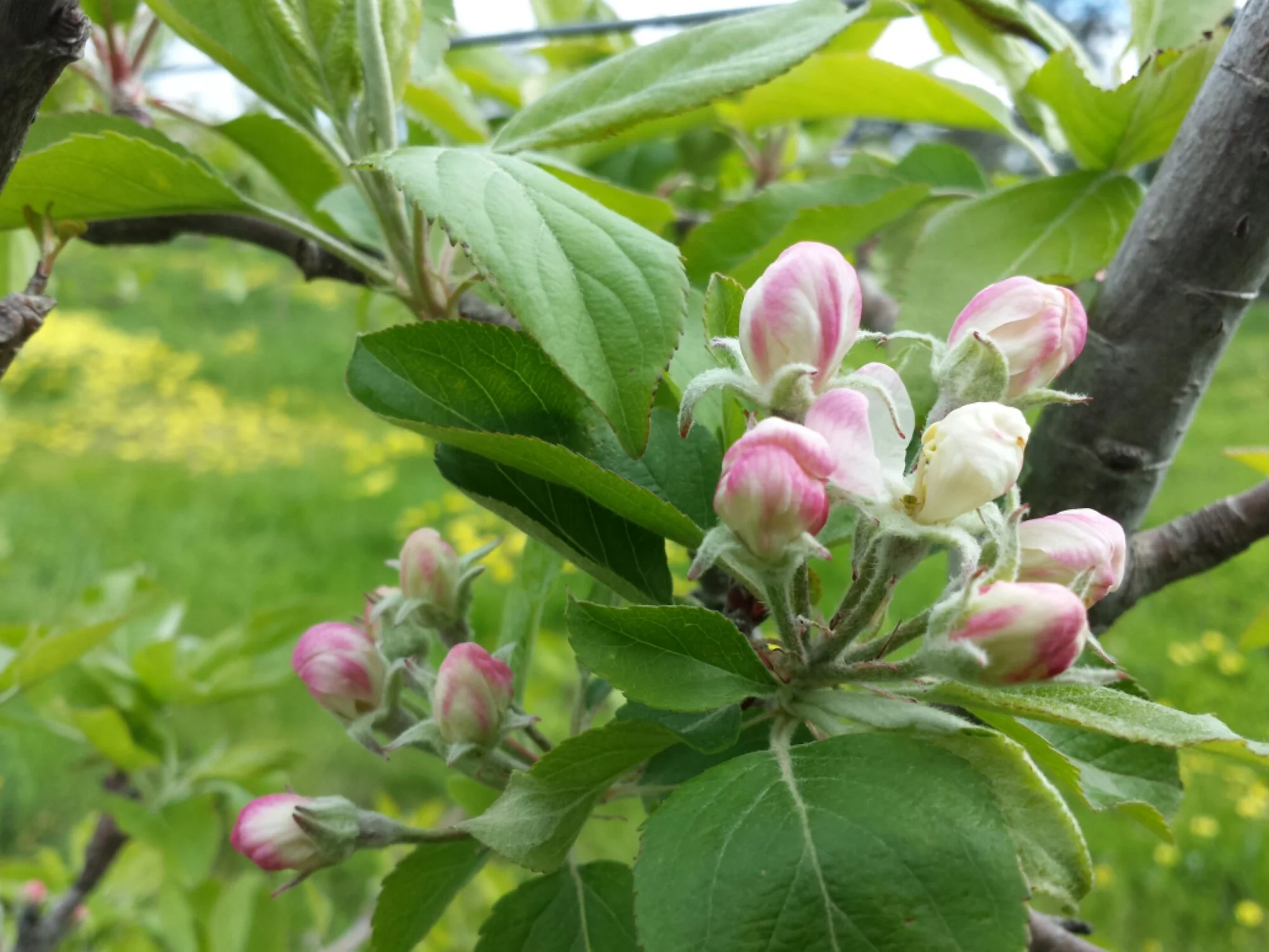 Apple Blossom Grow Great Fruit