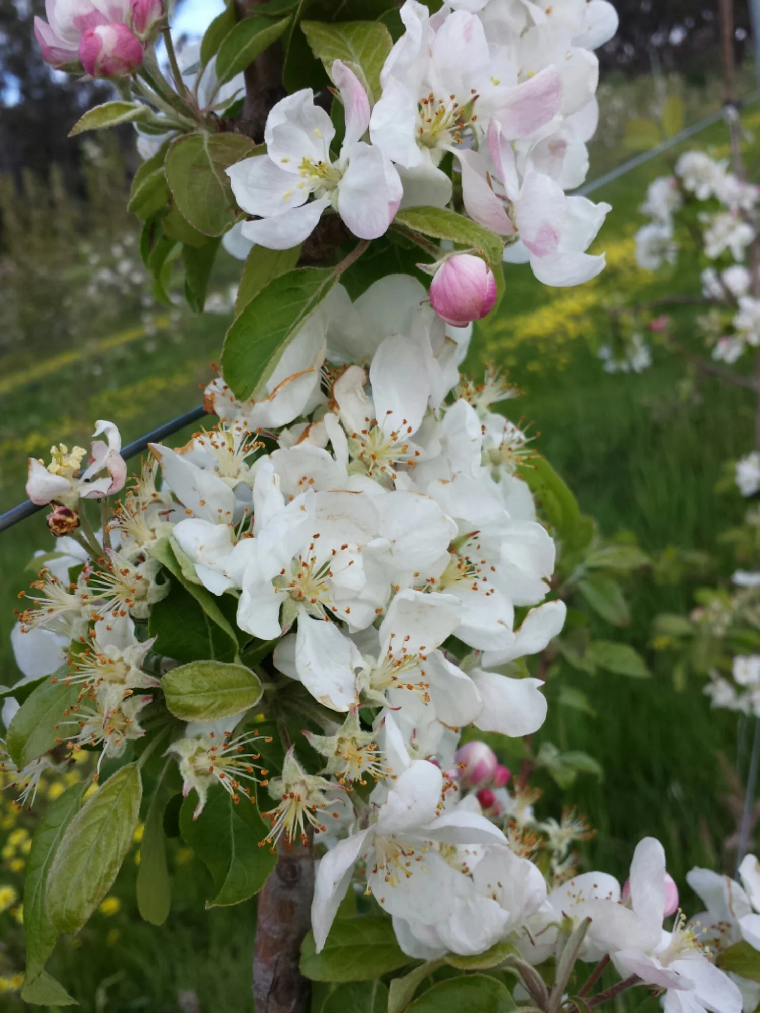 Granny Smith apple tree just past full bloom