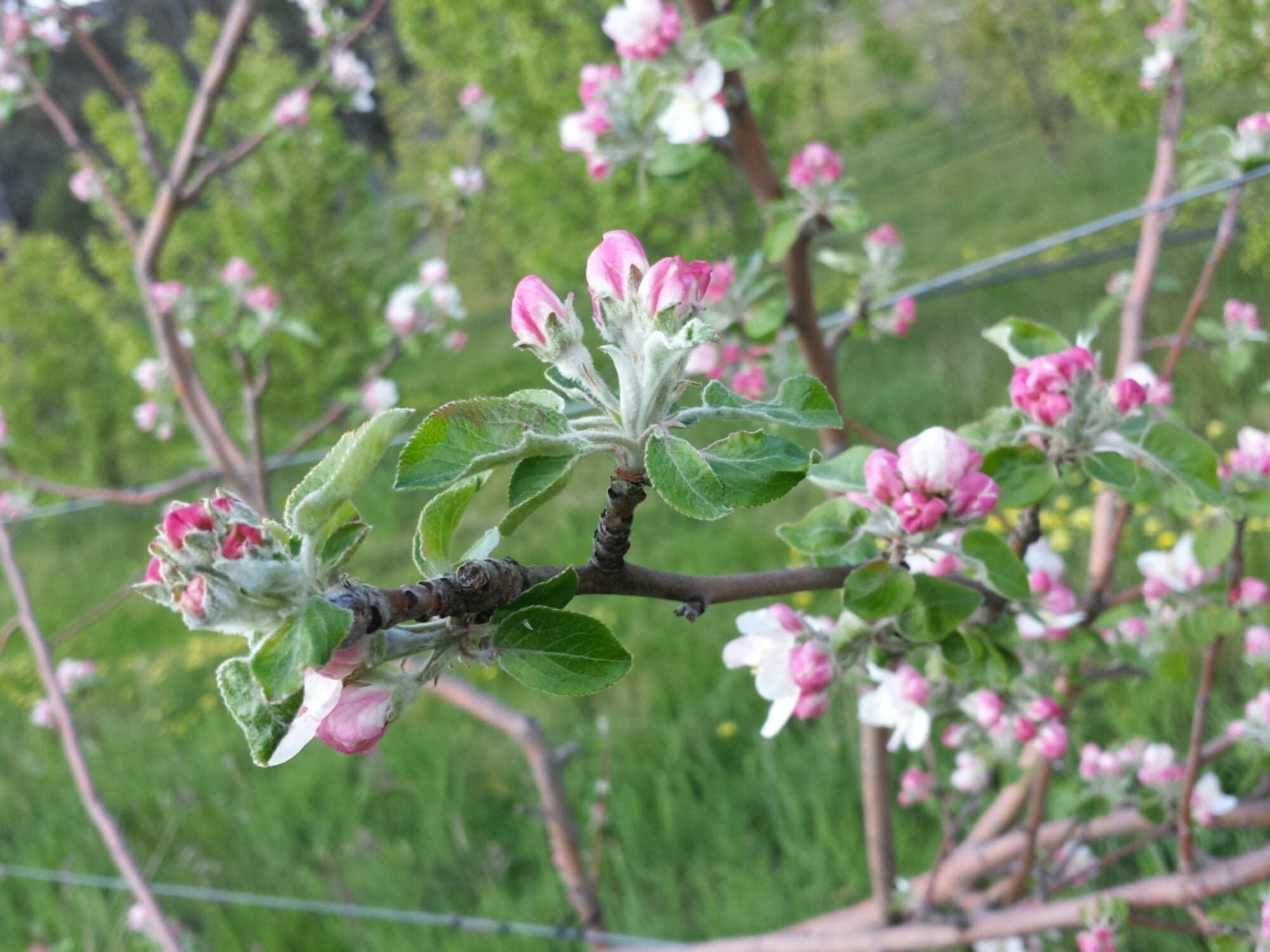Jonathan apple trees at the beginning of October in central Victoria
