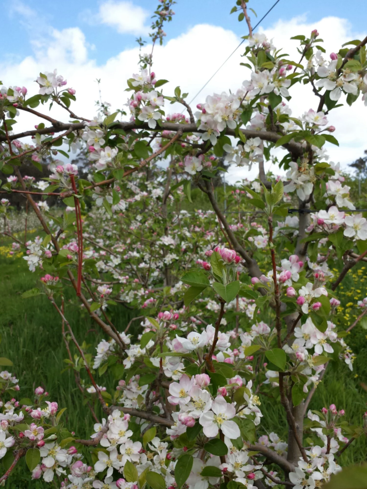Pink Lady apple tree almost in full bloom