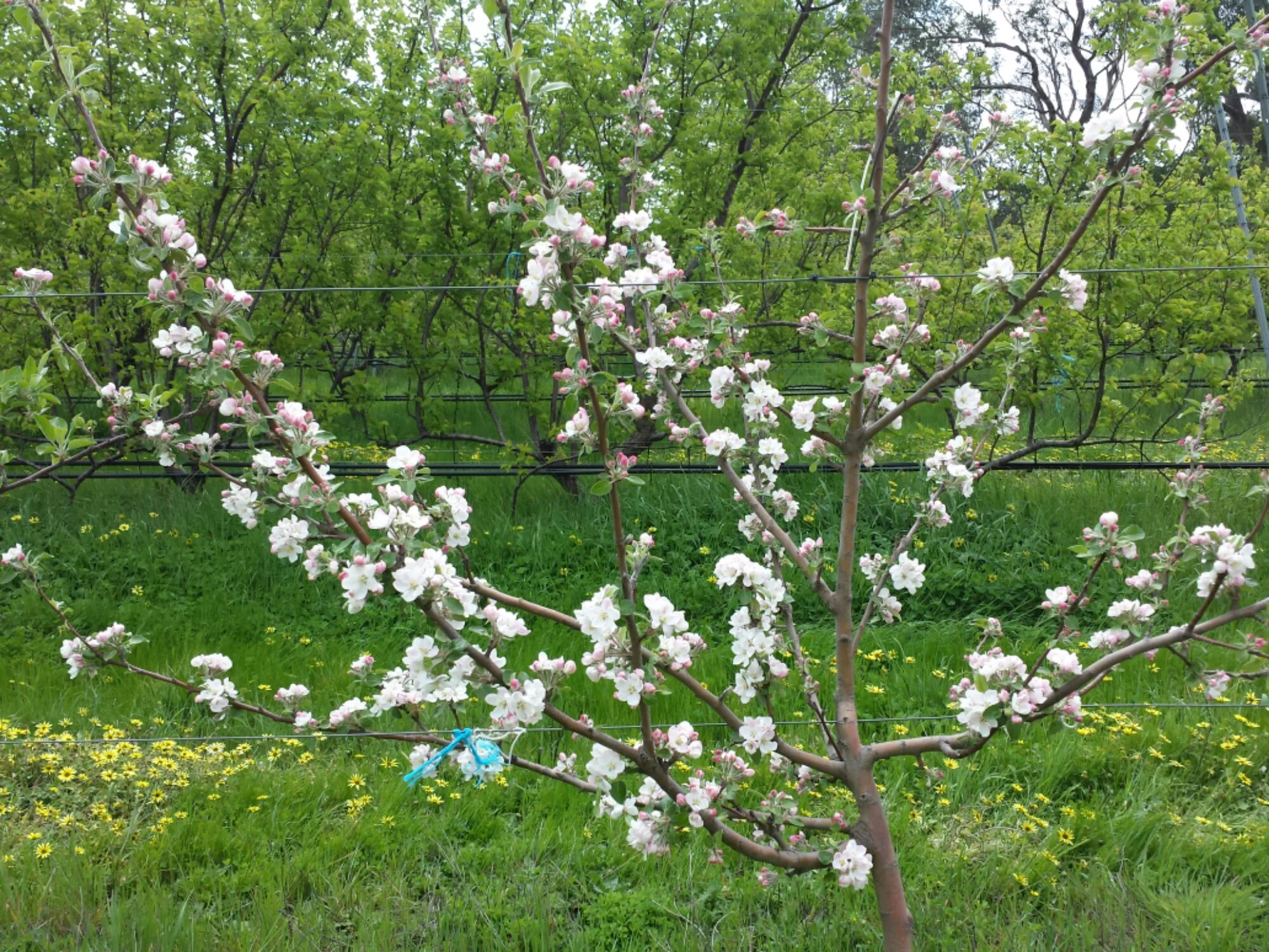 Snow  apple tree in full bloom
