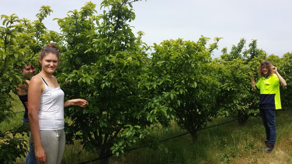 Volunteers and students learning how to thin plums