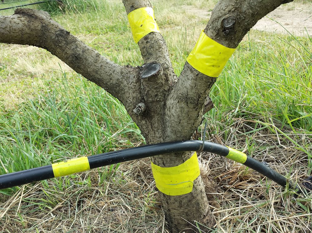Using sticky tape for earwig control in a nectarine tree