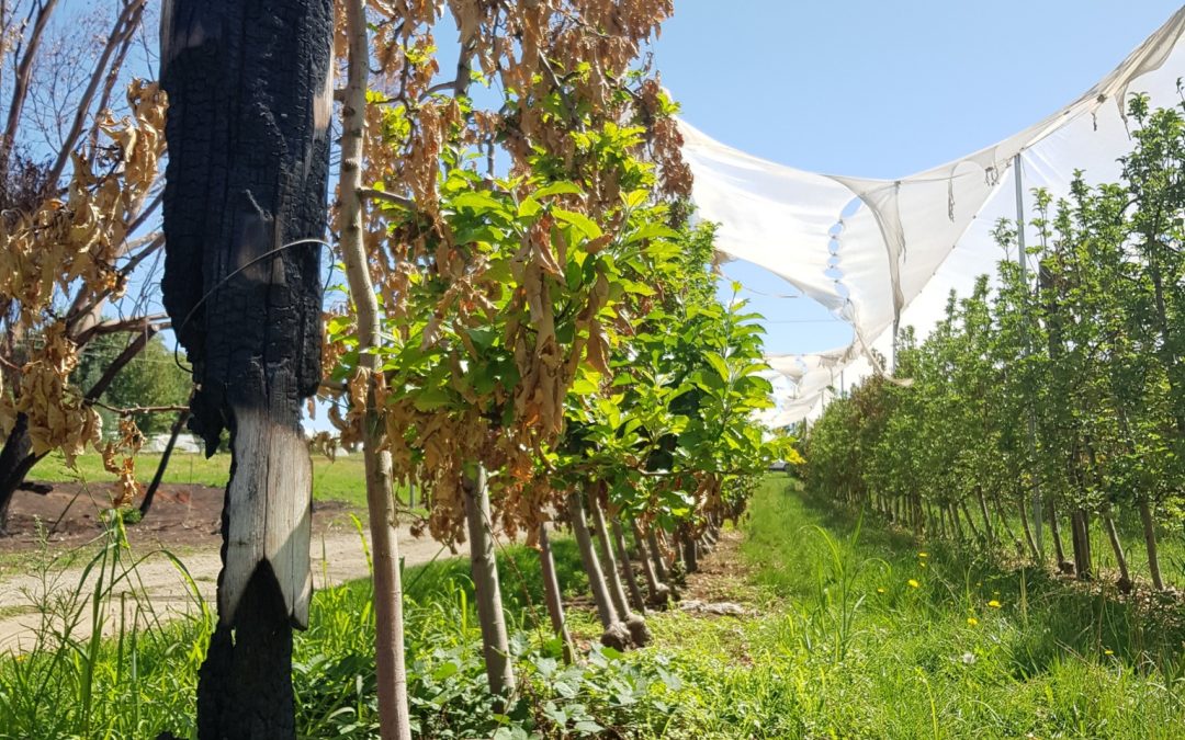 The real impact of fire on fruit growing