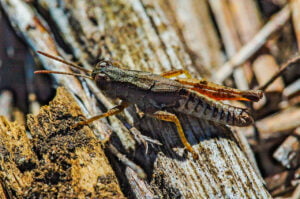 A grasshopper sitting on wood