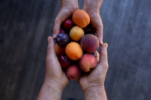 Hands holding ripe fruit