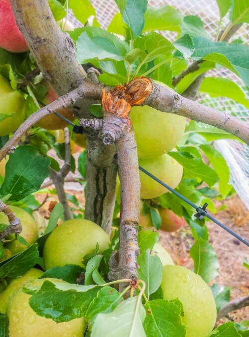 Mending broken branches in fruit trees