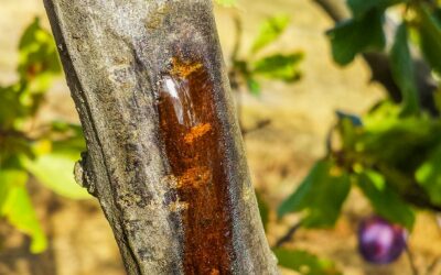 Dieback and cankers on fruit trees