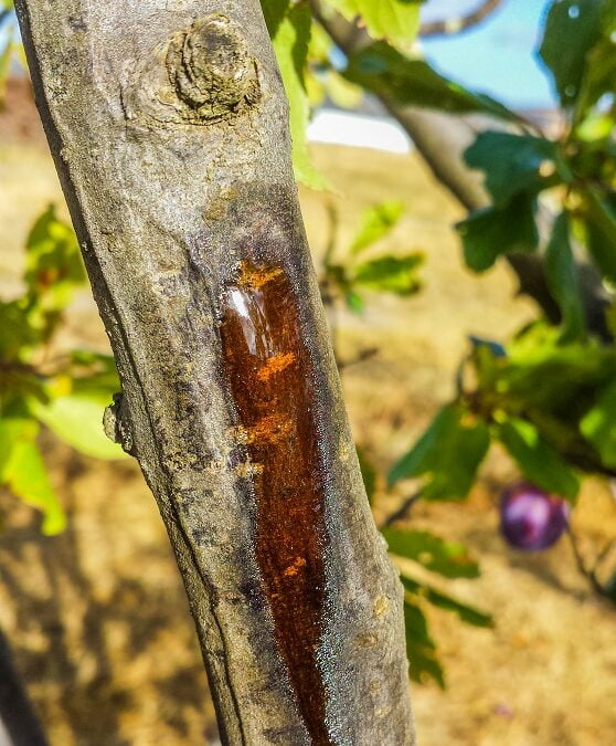 Dieback and cankers on fruit trees