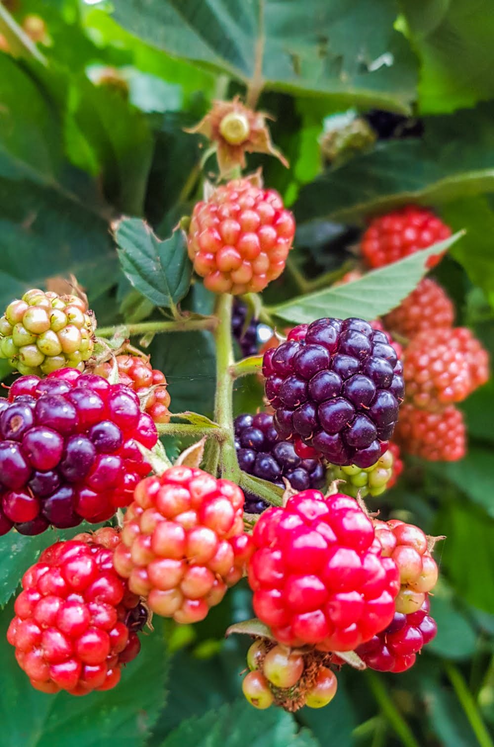 Learning how to grow organic berries from an expert