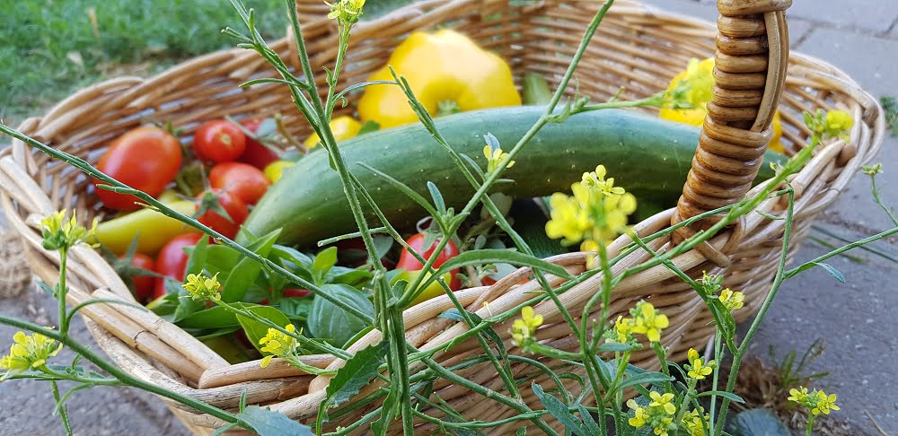 A basket of organic vegies from our garden