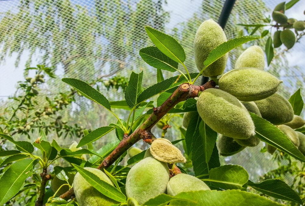 Almonds on a tree inside a net