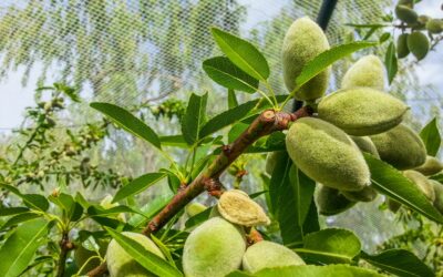 When should you pick your almonds?