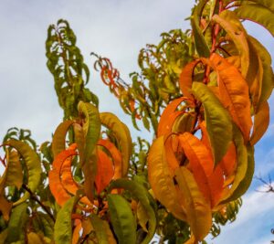 Green orange and yellow leaves on a peach tree in autumn