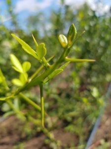 Wicked thorns on a trifoliata citrus rootstock