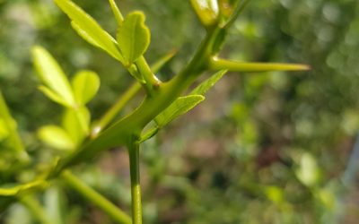 Grafting citrus – ouch!