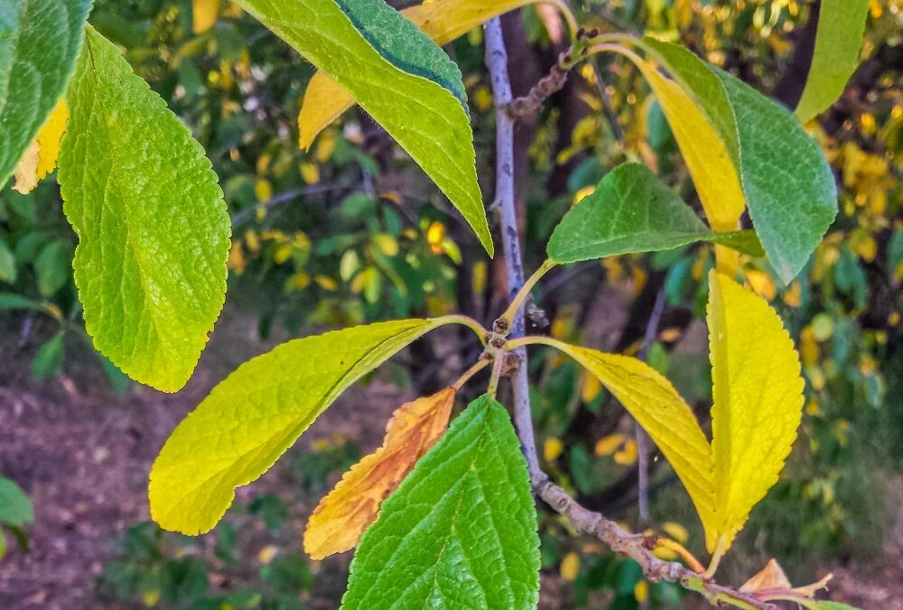 A plum tree with green and yellow leaves