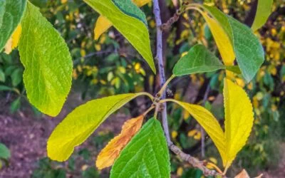 Four reasons for yellow leaves on your fruit tree