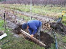 Improve how you water your fruit trees – activity