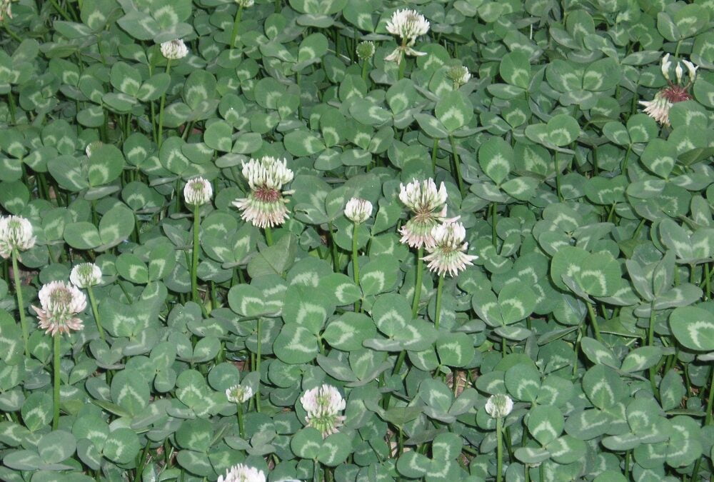 clover