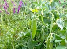 Spring green manure crop