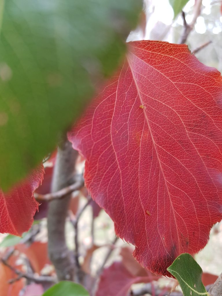 A double-grafted pear tree showing autumn colour in one of the varieties