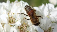 Pollinating insects – what are they and do you have enough of them? – activity