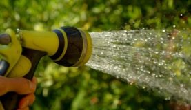 Watering without a drip system