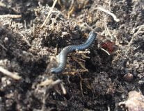 Soil arthropods (shredders): do a survey of your soil – activity