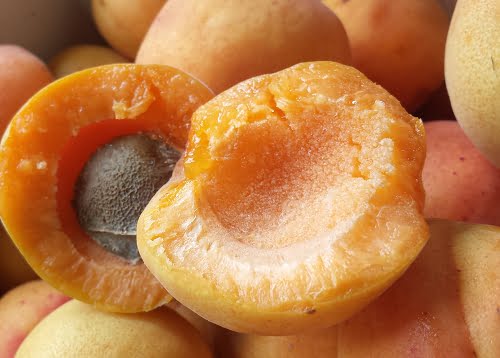 Ripe apricot, split in half