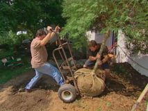 Moving mature fruit trees
