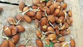 Growing your own peach trees from seed