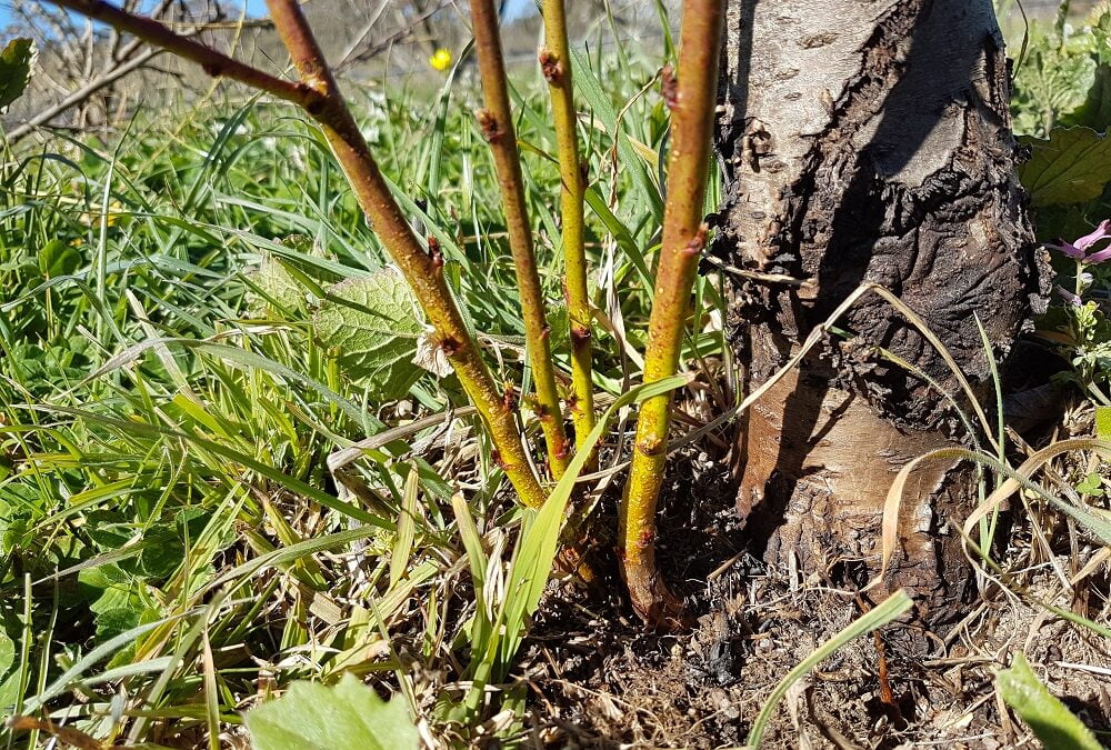 A peach tree with suckers