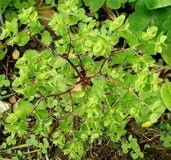 Petty spurge