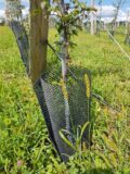 Tree guards – and why you need ’em