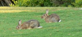 Spotlight on rabbits & hares