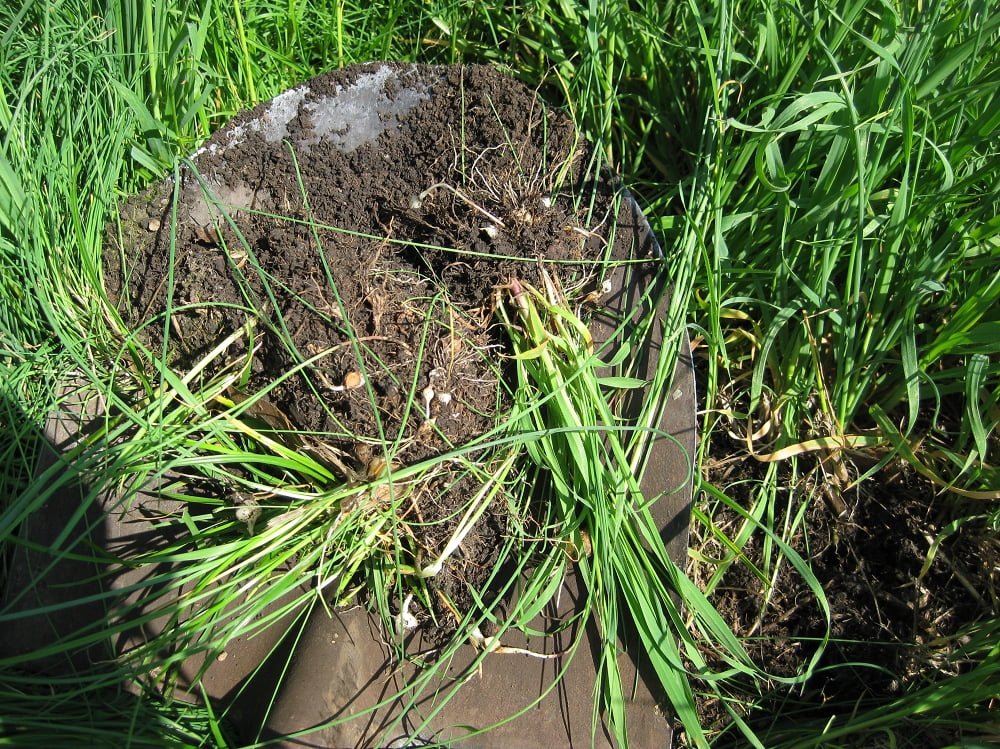 Digging in a green manure crop