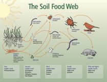 Soil food web