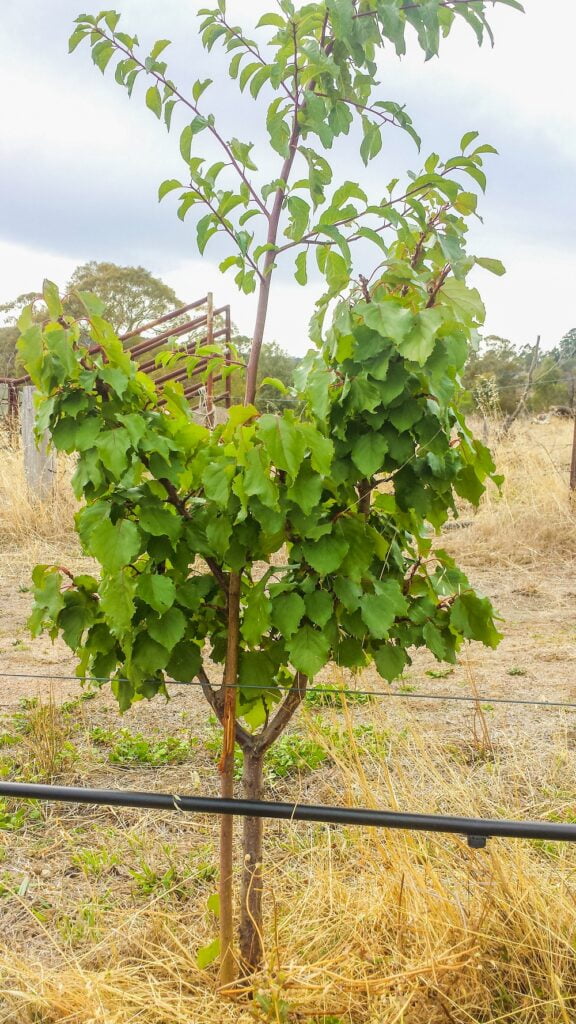 A fruit tree sucker can quickly grow taller than the tree