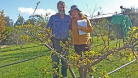 Catalogue your fruit trees – activity