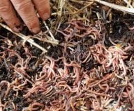 Do a worm survey of your garden