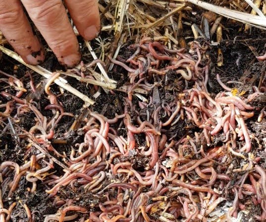 5 Steps to a Simple Worm Farm