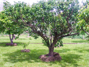 A very large apricot tree
